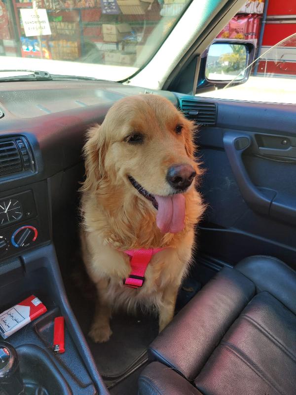 Stella, una meravigliosa Golden Retriver Foto 7